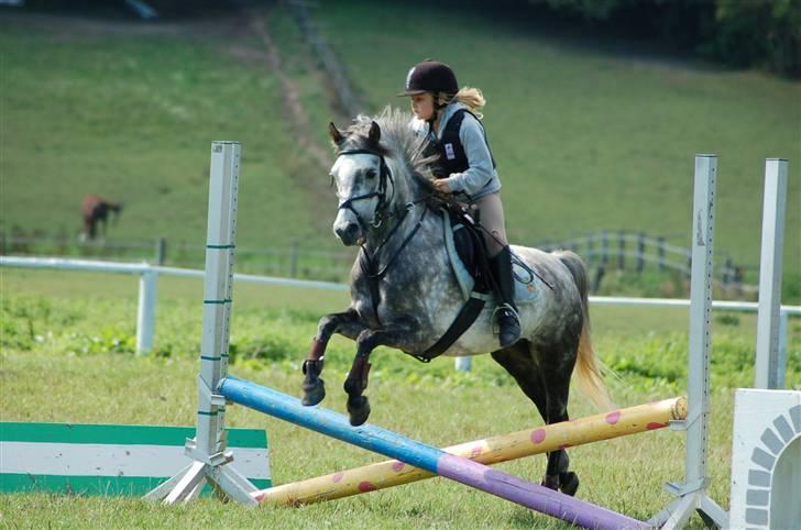 Welsh Pony af Cob-type (sec C) Rico - et lille spring, men syntes det er et rigtigt godt billede :D billede 2