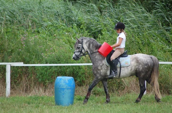 Welsh Pony af Cob-type (sec C) Rico - Skal lige have spanden ned på tønden :b billede 3