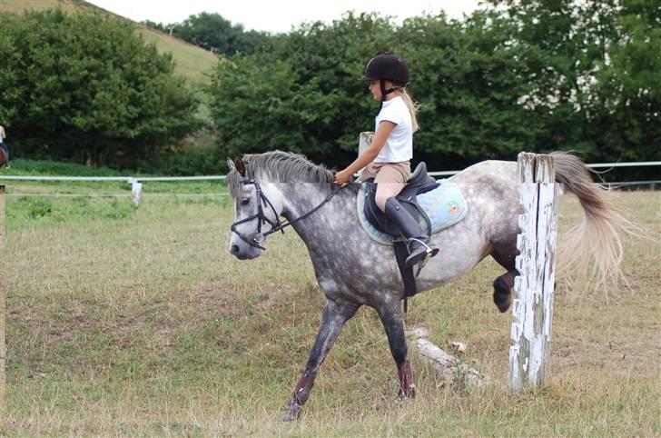 Welsh Pony af Cob-type (sec C) Rico - hehe, et rigtigt godt billede! billede 4