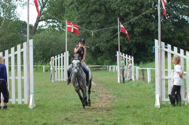 Welsh Pony af Cob-type (sec C) Rico - RINGRIDNING(: billede 5