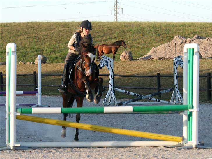 Tysk Sportspony Little Boy billede 3