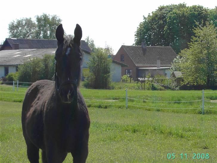 Dansk Varmblod wajes nevada SOLGT  - hehe vi leder efter orm billede 1