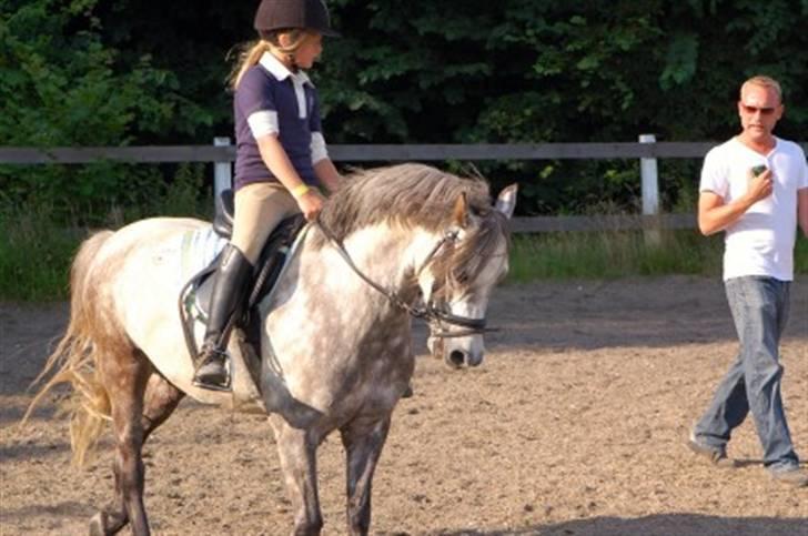 Welsh Pony af Cob-type (sec C) Rico - Dressur undervisning<3 billede 7