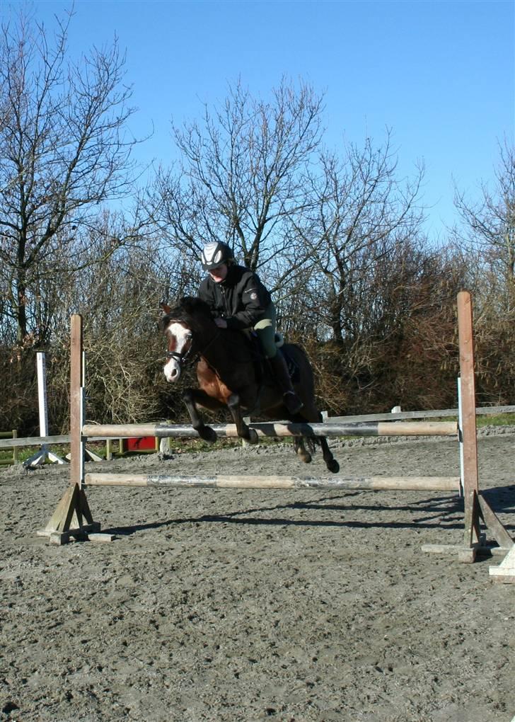 Tysk Sportspony Little Boy - Anne rider Little da vi var for at prøve ham. :P billede 5