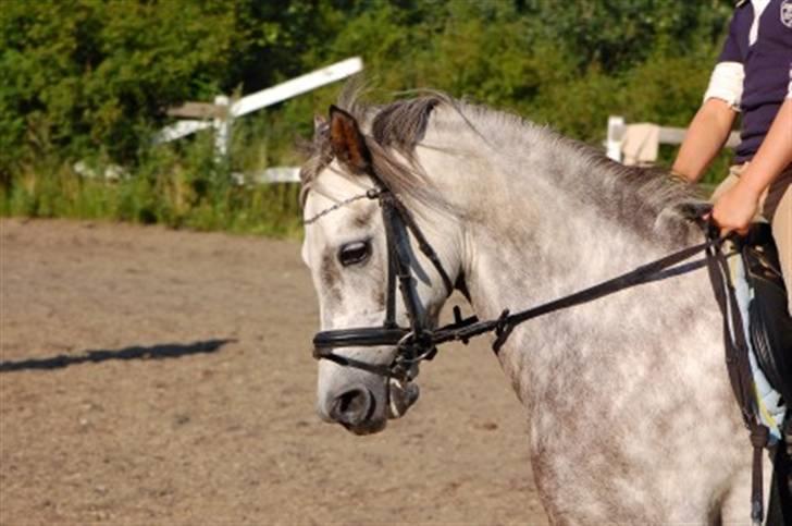 Welsh Pony af Cob-type (sec C) Rico - syntes det er et rigtigt sødt billede af ham(L) billede 8