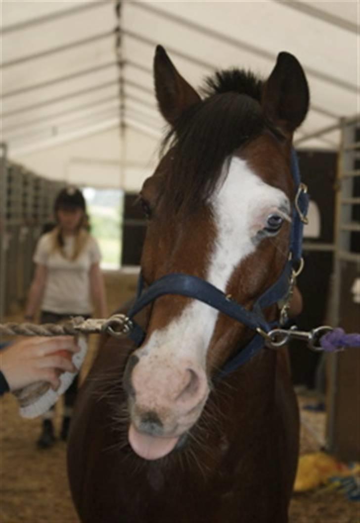 Tysk Sportspony Little Boy - Frække pony :b Bumzen © billede 8