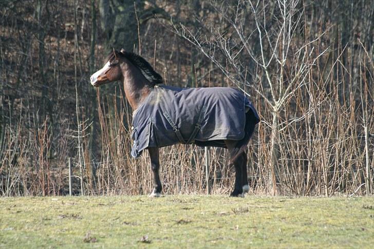 Tysk Sportspony Little Boy - Lille er smuk !  billede 12