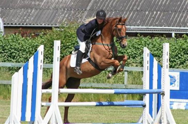 Dansk Varmblod Helios - Stævne Nejst Rideklub billede 11