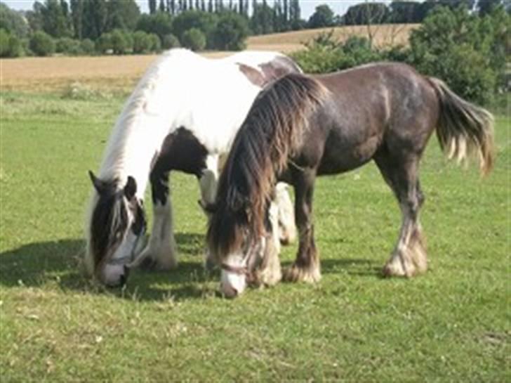 Tinker Chanti - Mor og datter, sommeren 2007 billede 6