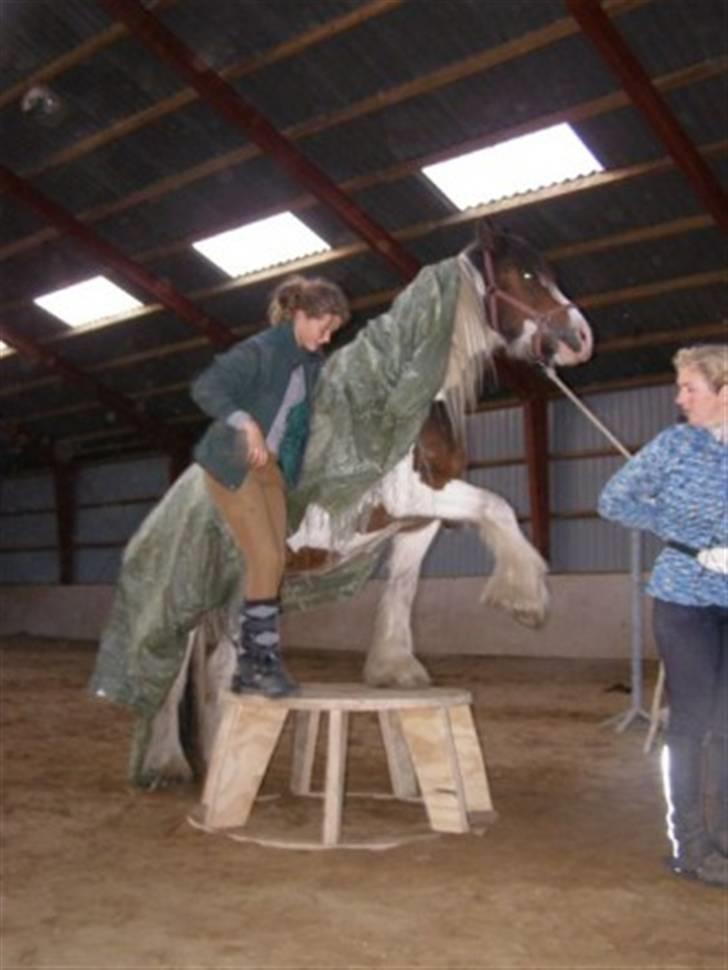 Tinker Mister Charlie SOLGT - Kursus, Charlie har lært at vinke mens han står på skamlen med presening. 2007 billede 3