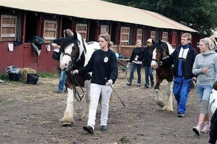 Tinker Mister Charlie SOLGT - Store Hestedag 2007, på vej til bedømmelse med Charlie (: billede 7