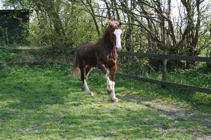 Welsh Cob (sec D) Storhaugs Sir Thomas billede 10