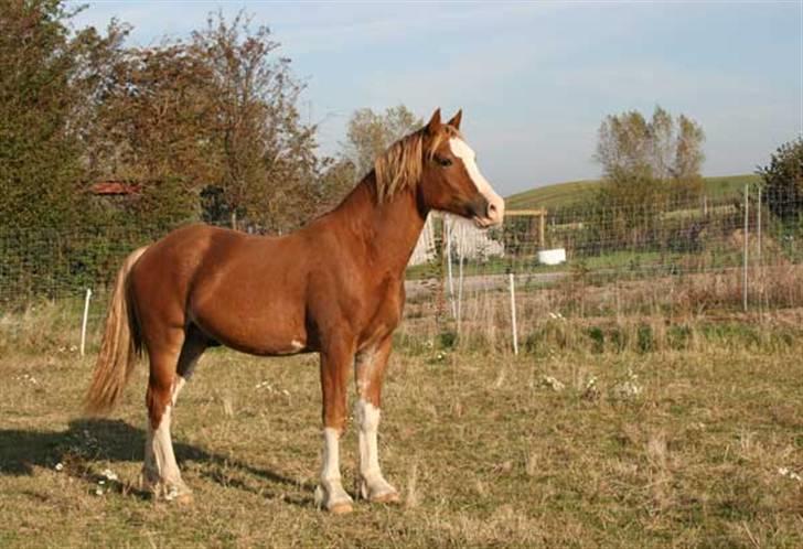 Welsh Cob (sec D) Storhaugs Sir Thomas - 1½ år gammel efterår 2007 billede 11