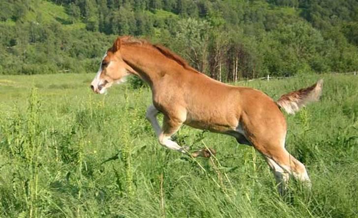 Welsh Cob (sec D) Storhaugs Sir Thomas billede 12