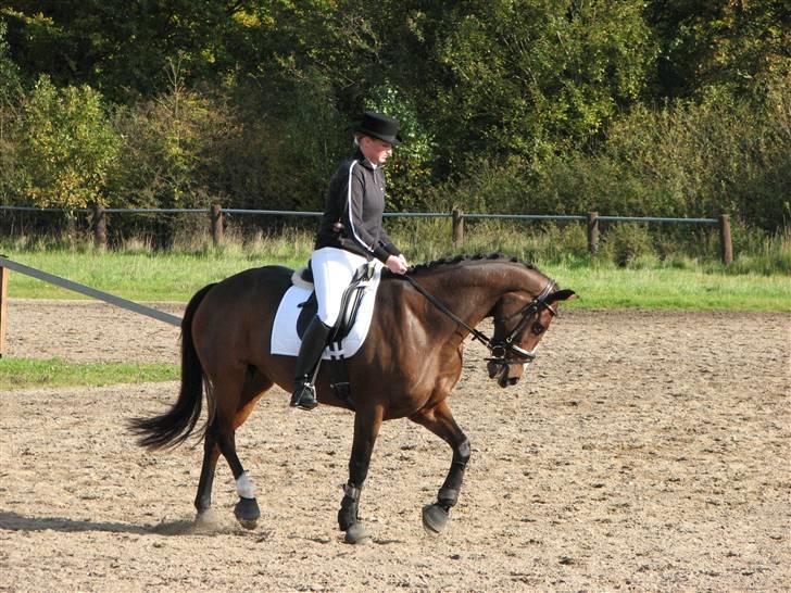 Hannoveraner Destiny. Lånt ud - Opvarmning i Vejle billede 12