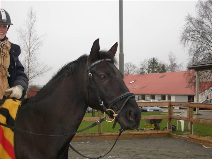 Anden særlig race Lotus Royal billede 8