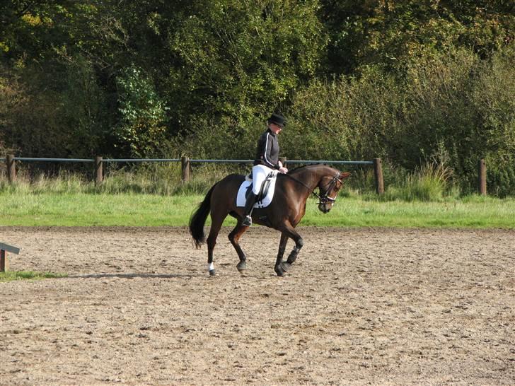 Hannoveraner Destiny. Lånt ud - Opvarmning i Vejle billede 14