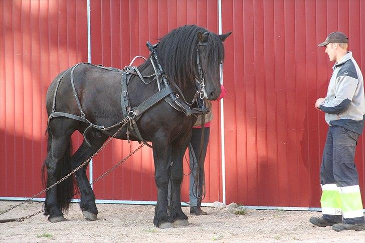 Frieser Xander - Min smukke dreng under tilkørsel i Sverige..  billede 20