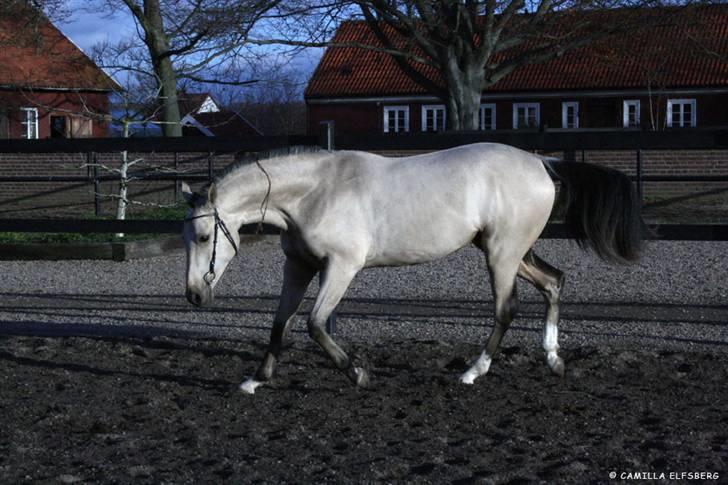 Akhal-Tekiner Kelchermek - Kelchermek 1år och 7 mån. Bilden fotograferad 24/11 -07 så det är hans vinterpäls. billede 5