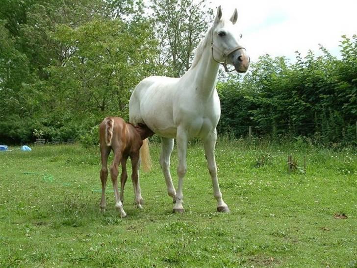 DSP sharon - min sharon med baby billede 5