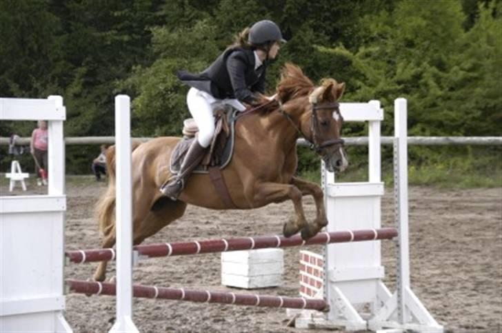 Anden særlig race Hannibal **Solgt** /: - Hanne (: NYT billede 14