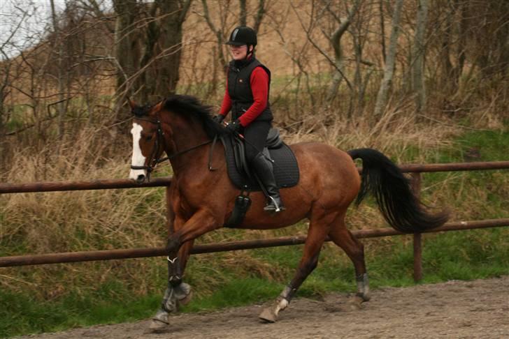 Dansk Varmblod Madigans Daydream, RDH - Februar 2008: Det skal være sjovt at ride! billede 15