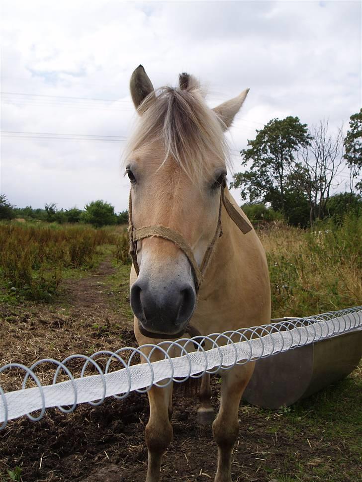 Fjordhest Dante  - Alt elsk til min dejlige hest<3 billede 2