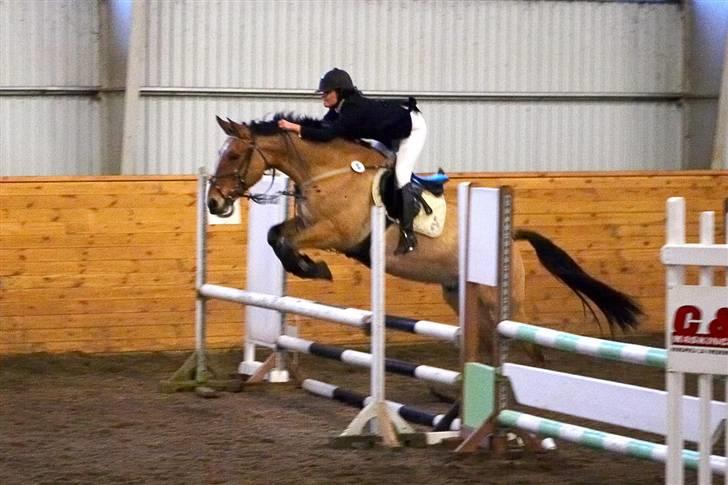 Anden særlig race Kashmir - Min lille baby hest til stævne :b billede 16