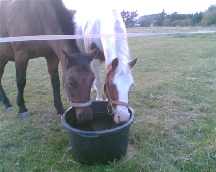 Anden særlig race Candy-gamel part - candy drikker lige lidt vand med sin gode vindine sindy :) billede 10