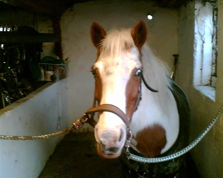 Anden særlig race Candy-gamel part - heeeeeeeej candy <3<3 billede 14