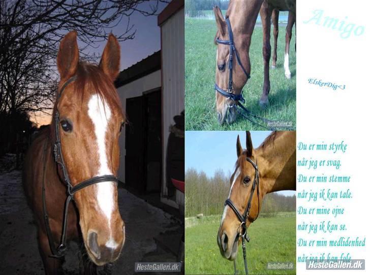 Anden særlig race amigo - Velkommen til Amigo´s profil. billede 1