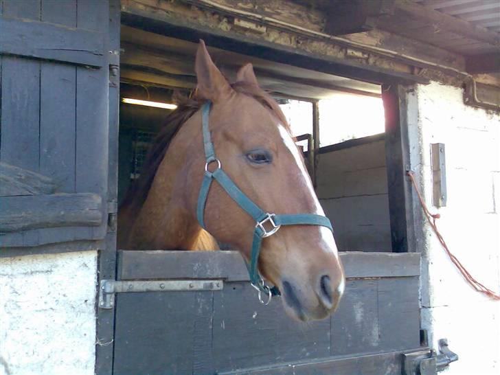 Anden særlig race amigo billede 2
