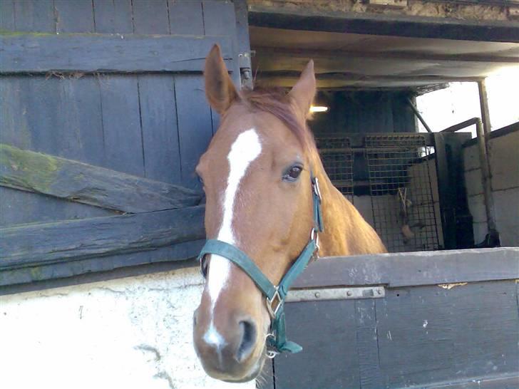 Anden særlig race amigo billede 3