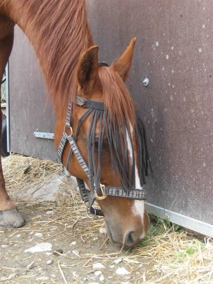 Anden særlig race amigo billede 4