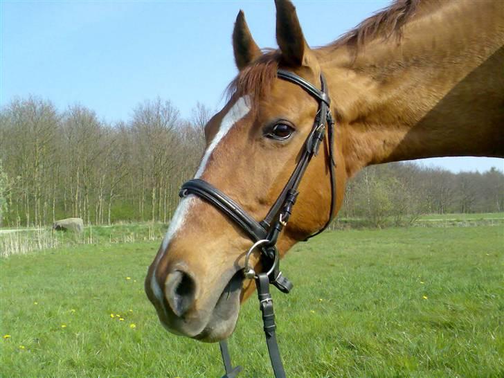 Anden særlig race amigo billede 5