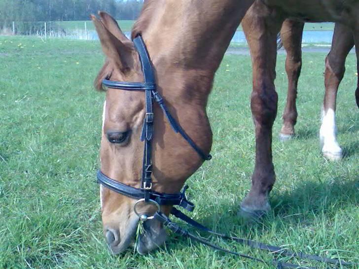 Anden særlig race amigo billede 6