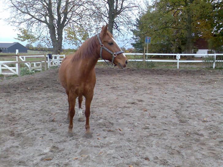 Anden særlig race amigo billede 7
