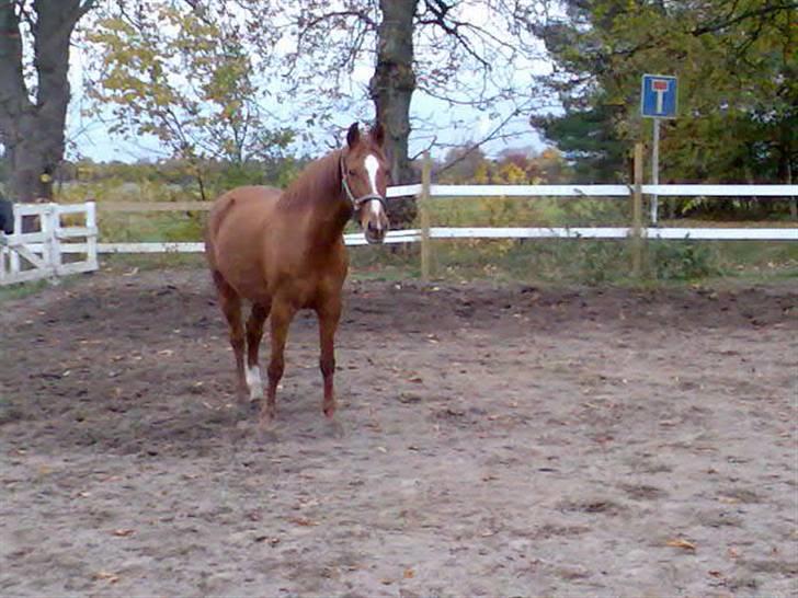 Anden særlig race amigo billede 8