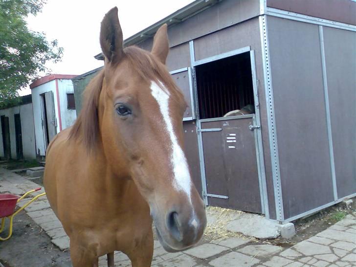 Anden særlig race amigo billede 9