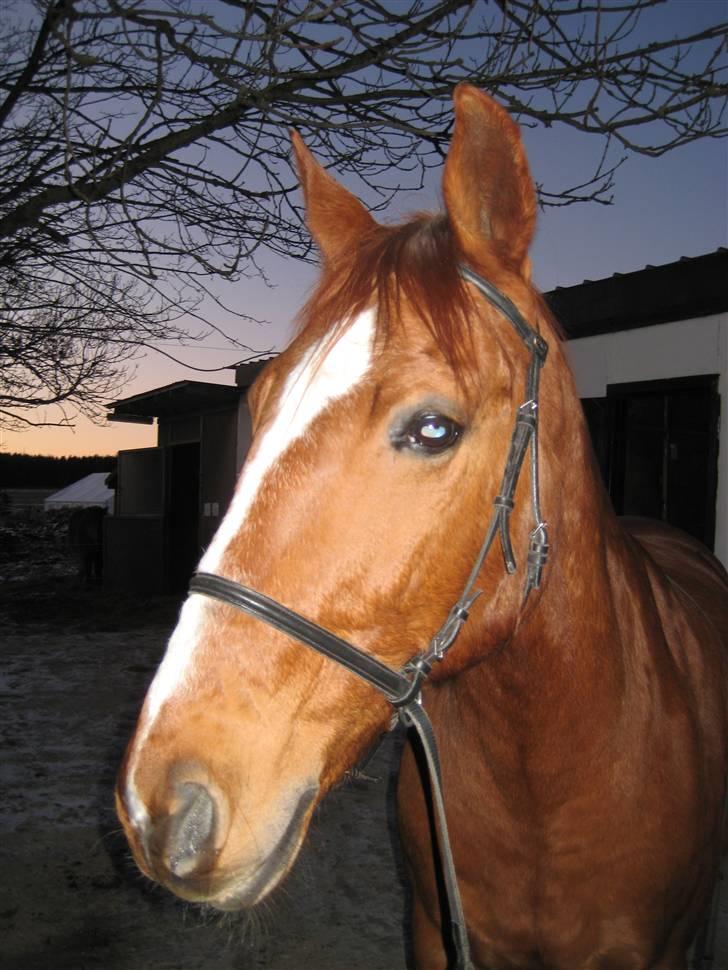 Anden særlig race amigo billede 10