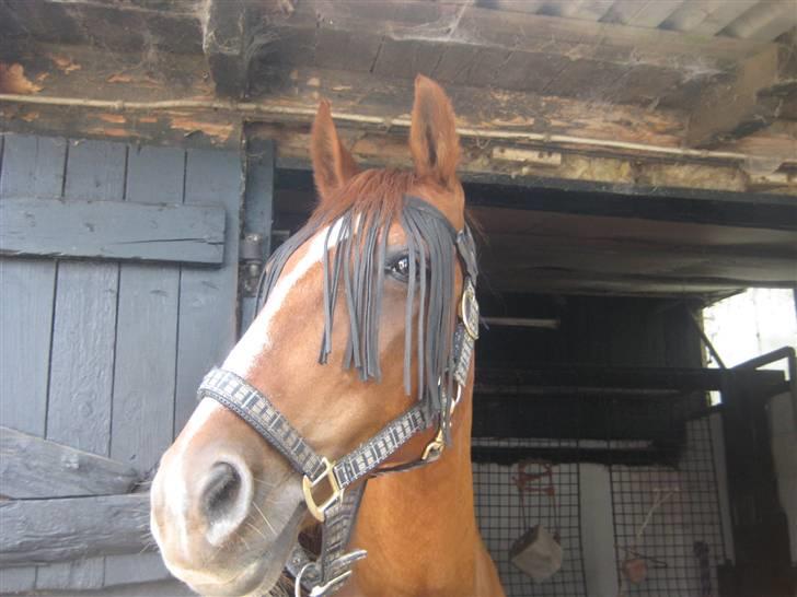 Anden særlig race amigo billede 11