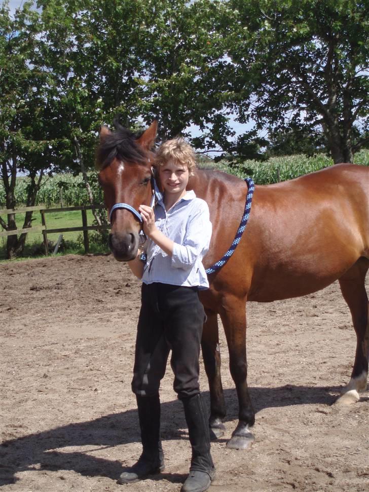 New Forest Danfox Ramona   - Det er så og Ramona på en varm sommerdag efter træning. :) billede 3