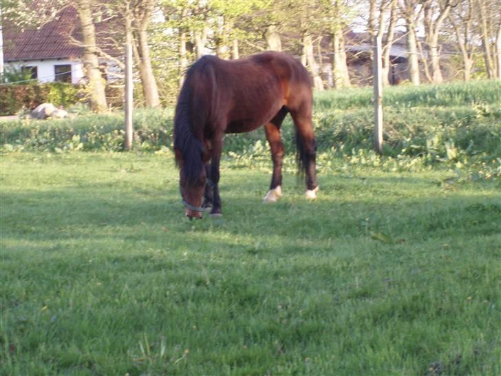 New Forest Danfox Ramona   - Ramona igen, også ude på græsmarken billede 11