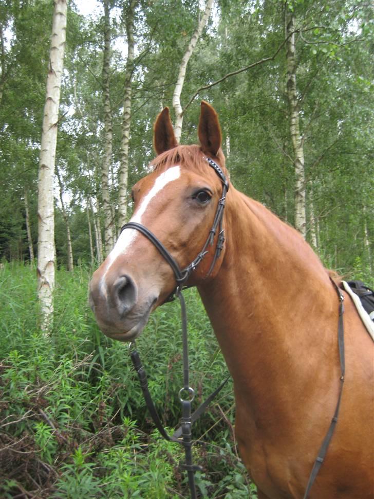 Anden særlig race amigo - 27/7/2009 billede 12