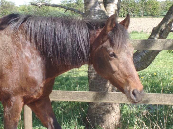 New Forest Danfox Ramona   - Hvad er det mor, noget spændende. Mad? billede 2