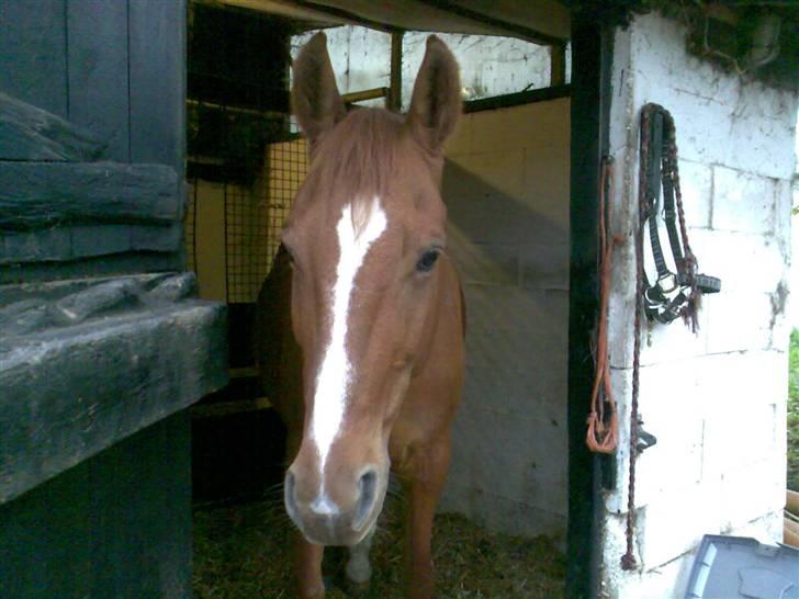 Anden særlig race amigo billede 13