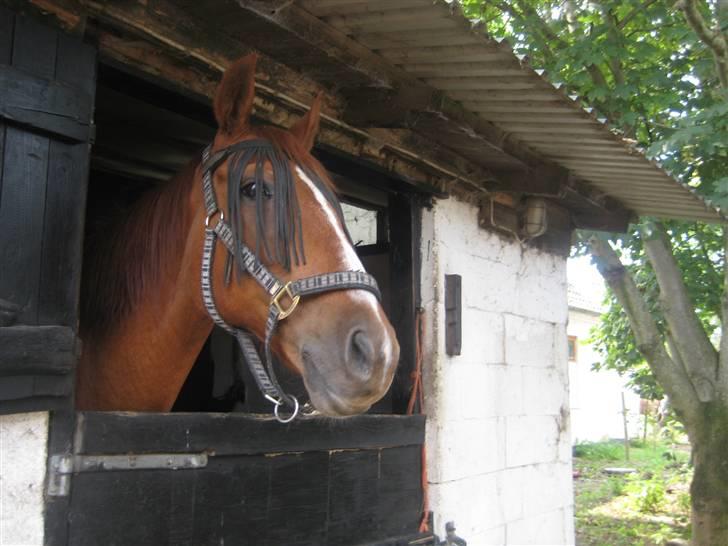 Anden særlig race amigo billede 14