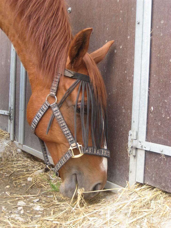 Anden særlig race amigo billede 15