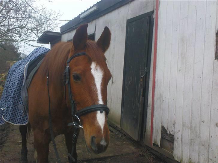 Anden særlig race amigo billede 16