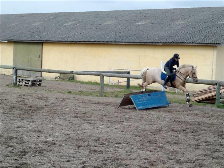 Welsh Cob (sec D) Lesto Vivi  - et lille spring <3  billede 8